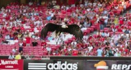 Aquila Benfica