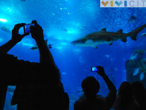 Oceanario Lisbona 11