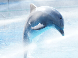 zoo di lisbona delfino
