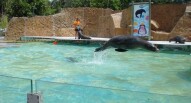 zoo di lisbona spettacolo acquatico