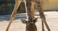 zoo lisbona giraffa