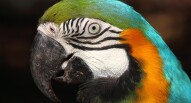 zoo lisbona pappagallo