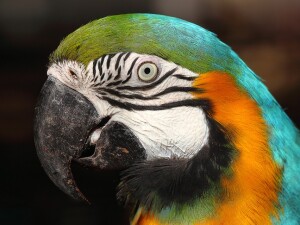 zoo lisbona pappagallo