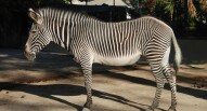 zoo lisbona zebra