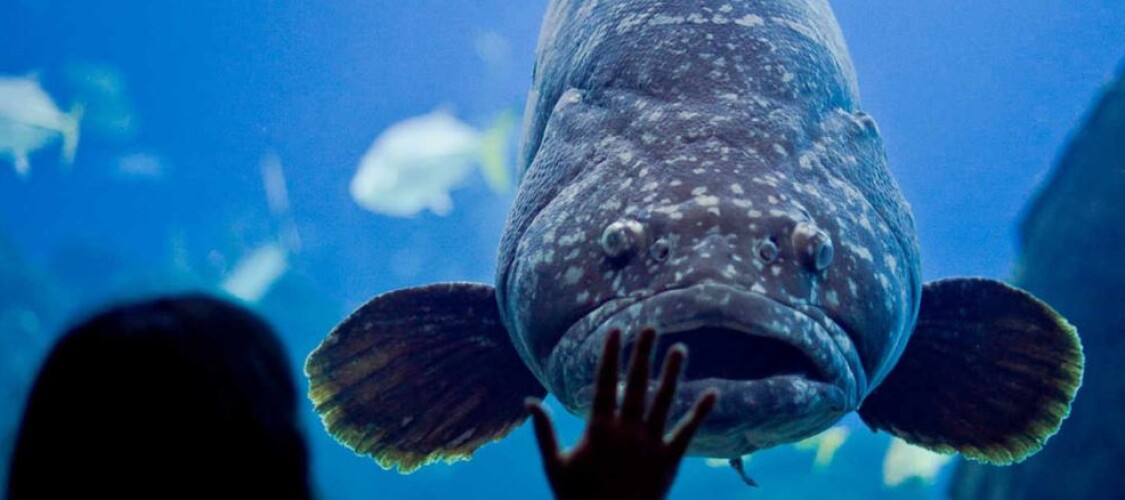 Prenota i biglietti salta la coda per l'Oceanário di Lisbona ed evita la lunga fila