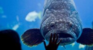 Oceanario di Lisbona Cover