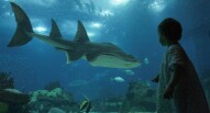 Oceanario di Lisbona foto di Gregoire Herve bazin via flickr