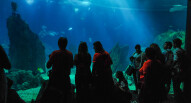 Oceanario Lisbona 09