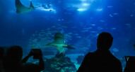 Oceanario Lisbona 10
