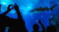Oceanario Lisbona 11