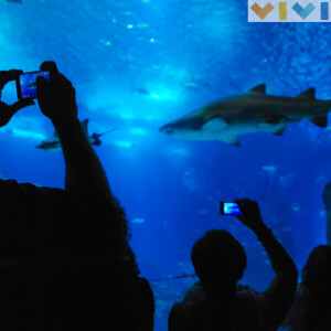 Oceanario Lisbona 11