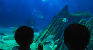 Oceanario Lisbona 12