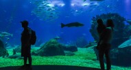 Oceanario Lisbona 13