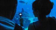 Oceanario Lisbona 14