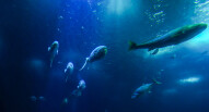 Oceanario Lisbona 15
