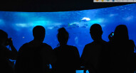 Oceanario Lisbona 16