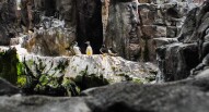 Oceanario Lisbona 18