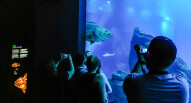 Oceanario Lisbona 21