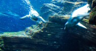 Oceanario Lisbona 22