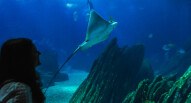 Oceanario Lisbona 23