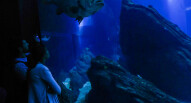 Oceanario Lisbona 24