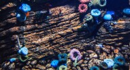 Oceanario Lisbona 25