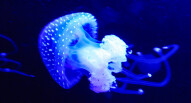 Oceanario Lisbona 26