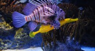 Oceanario Lisbona 27