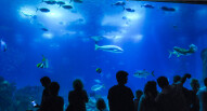 Oceanario Lisbona 28