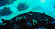 Oceanario Lisbona 29