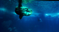 Oceanario Lisbona 30