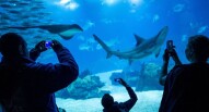 Oceanario foto di pedro pina via oceanario.pt