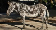 Zebra allo Zoo di Lisbona