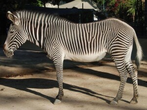 Zebra allo Zoo di Lisbona